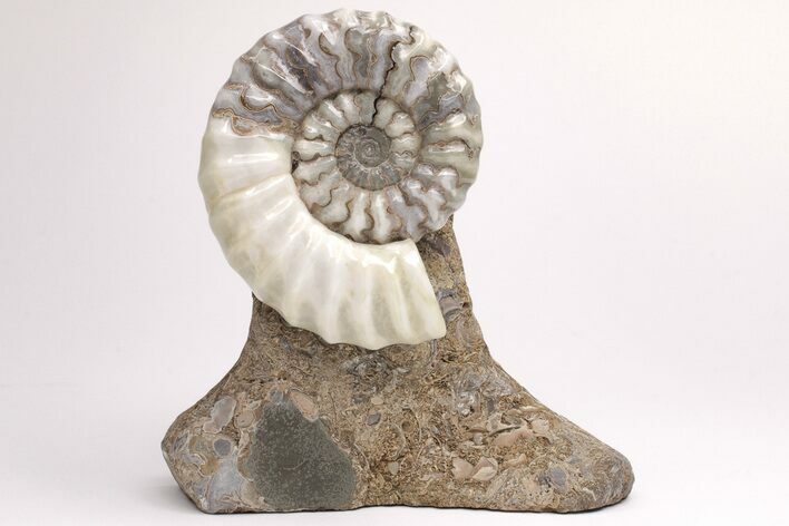 Calcite-Replaced Ammonite (Aegasteroceras) Fossil - England #206483